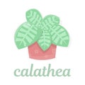 Calathea. Houseplant in a pot. Exotics.