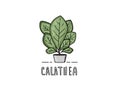Calathea houseplant on pot. Vector illustraton.