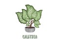 Calathea houseplant on pot. Vector illustraton.