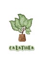 Calathea houseplant on pot. Vector illustraton.