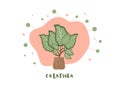 Calathea houseplant on pot. Vector illustraton.