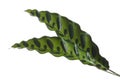 Calathea lancifoli plant, Calathea insignis foliage, Calathea leaf, isolated on white background with clipping path Royalty Free Stock Photo
