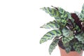 Calathea lancifolia boom in brown plastic pot isoalted on white background.