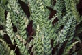 Calathea lancifolia or Goepertia insignis Royalty Free Stock Photo