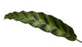 Calathea lancifolia or Calathea insignis foliage, Green leaves with dark decorative spots and underside of the leaf is deep purpl