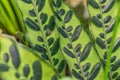 Calathea lancifolia plant background