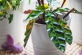 Calathea lancifolia plant on a table. Royalty Free Stock Photo