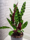 Calathea lancifolia is a species of flowering plant in the Marantaceae family Royalty Free Stock Photo