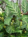 Calathea louisae is tropical plant that thrives under the shade of huge trees in humid and warm environments Royalty Free Stock Photo