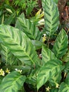 Calathea louisae is tropical plant that thrives under the shade of huge trees in humid and warm environments Royalty Free Stock Photo