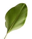 Calathea lutea foliage, Cigar Calathea, Cuban Cigar, Exotic tropical leaf, Calathea leaf, isolated on white background with clip Royalty Free Stock Photo