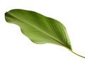 Calathea lutea foliage, Cigar Calathea, Cuban Cigar, Exotic tropical leaf, Calathea leaf, isolated on white background with clip