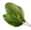 Calathea lutea foliage, Cigar Calathea, Cuban Cigar, Exotic tropical leaf, Calathea leaf, isolated on white background Royalty Free Stock Photo