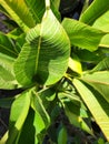 Calathea luthea ornamental plant leaves under sunlight