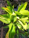 Calathea luthea ornamental plant leaves under sunlight