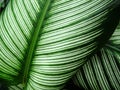 Calathea majestica albolineata for background