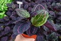 Calathea Medallion, a multicolored plant with colorful leaves. prayer plant on natural light background