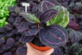 Calathea Medallion, a multicolored plant with colorful leaves. prayer plant on natural light background