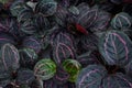 Calathea Medallion, a multicolored plant with colorful leaves. prayer plant on natural light background