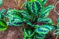 Calathea medallion, rose painted prayer plant, popular tropical specie from Brazil, America Royalty Free Stock Photo