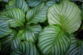 Calathea orbifolia close up