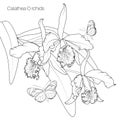 Calathea orchid tropical flower plant bloom blossom leaves with butterfly insect. Black line design white background.