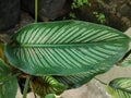 Calathea ornamental plant leaves with white stripes corak