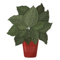 Calathea ornata. A beautiful picture of a houseplant.