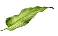 Calathea ornata Pin-stripe Calathea leaves, Tropical foliage isolated on white background