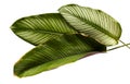 Calathea ornata or Pin-stripe Calathea leaves