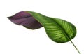 Calathea ornata Pin-stripe Calathea leaves, Tropical foliage isolated on white background, with clipping path