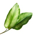 Calathea ornata Pin-stripe Calathea leaves, Tropical foliage isolated on white background, with clipping path Royalty Free Stock Photo