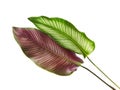 Calathea ornata Pin-stripe Calathea leaves, Tropical foliage isolated on white background, with clipping path Royalty Free Stock Photo