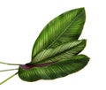 Calathea ornata Pin-stripe Calathea leaves, tropical foliage isolated on white background