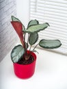 Calathea Picturata is a species of plant in the family Marantaceae