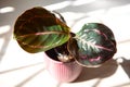 Calathea roseopicta Dottie, Rosy pink leaf close-up on the windowsill in bright sunlight with shadows. Potted house plants, green