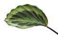 Calathea roseopicta foliage, Calathea shine star plant, Exotic tropical shrubs, isolated on white background with clipping path