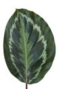 Calathea roseopicta (Linden) Regel Medallion leaves plant isolated on white background.