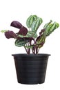 Calathea roseopicta Linden Regel Medallion plant in black plastic pot isolated on white background.