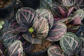 Calathea roseopicta plant or Rose-Painted Calathea in a garden.