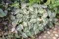 Calathea roseopicta plant or Rose-Painted Calathea in a garden.