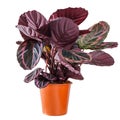 Calathea Roseopicta Princess Jessie, tropical foliage plant in pot