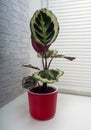 Calathea roseopicta, the rose-painted calathea, is a species of plant in the family Marantaceae