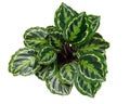 Calathea roseopicta, the rose-painted calathea, is a species of plant in the family Marantaceae