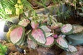 Calathea Royal or Rose Rabbit Ear Calathea plants on display