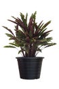 Calathea rufibarba Fenzl or Furry feather calathea in black plastic pot it is an air purifying plant that can be grown indoors.