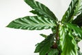 Calathea rufibarba green velvet leaf closeup. Potted house plants, green home decor, care and cultivation, marantaceae variety