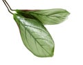 Calathea setosa leaf, Ctenanthe setosa foliage isolated on white background, with clipping path