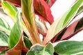 Calathea Stromanthe Triostar plant on white Royalty Free Stock Photo