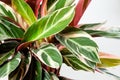 Calathea Stromanthe Triostar plant on white Royalty Free Stock Photo